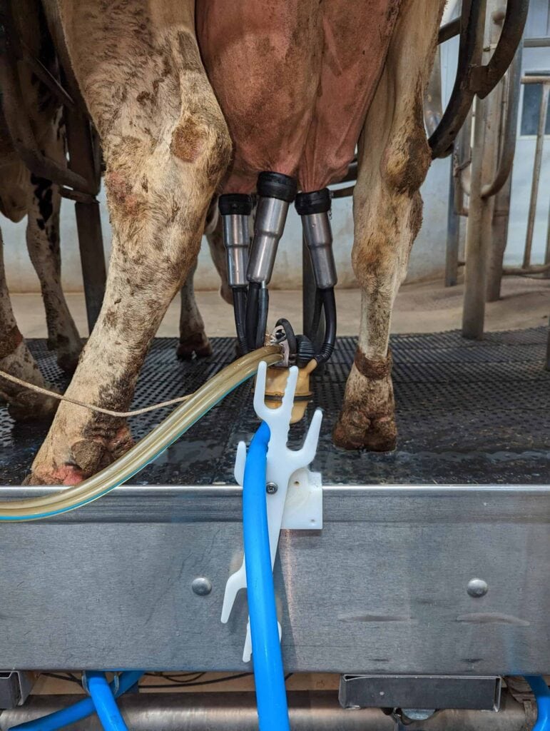 Lower Udder